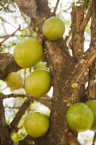 Früchte am Gurkenbaum oder Calabash-Baum (Crescentia alata)  Nicaragua  Zentralamerika