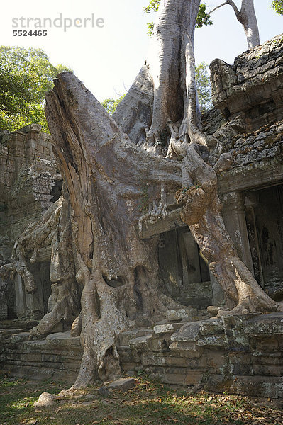 Würgefeige (Ficus sp.) umschließt mit ihren Luftwurzeln einen Tempelteil von Ta Prohm in der archäologischen Tempelanlage von Angkor  Siam Reap  Kambodscha  Südostasien