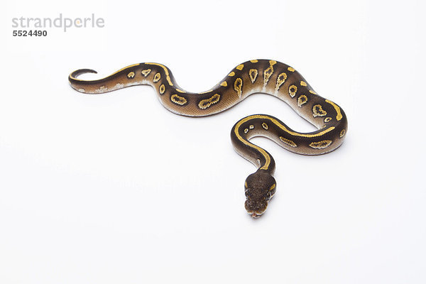 Königspython (Python regius)  Mojave Black Head  Männchen  Reptilienzucht Markus Theimer  Österreich