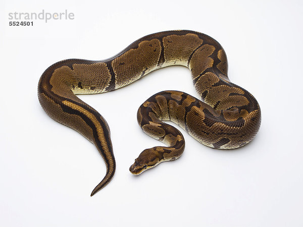 Königspython (Python regius)  Super Venom  Weibchen  Reptilienzucht Markus Theimer  Österreich
