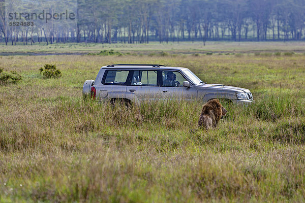 Löwe (Panthera leo) vor Jeep  Lake Nakuru Nationalpark  Kenia  Ostafrika  Afrika  ÖffentlicherGrund