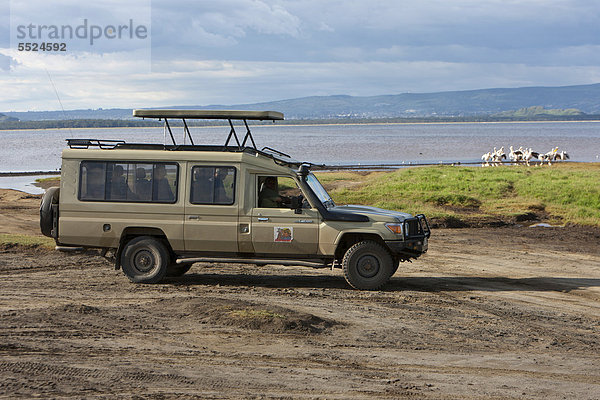Eine Gruppe von Pelikanen wird aus einem Jeep heraus beobachtet  Lake Nakuru Nationalpark  Kenia  Ostafrika  Afrika  ÖffentlicherGrund