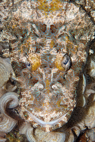 Braunkopf-Plattkopf (Cymbacephalus beauforti)  Portrait  Korallenriff  Great Barrier Reef  Großes Barriereriff  UNESCO Weltnaturerbe  Cairns  Queensland  Australien  Pazifik