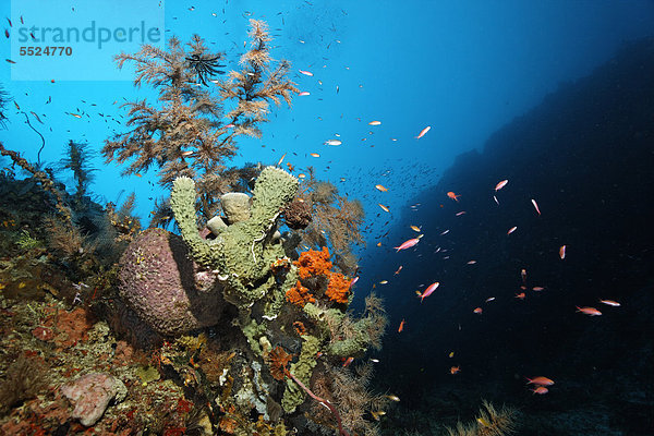 Korallenriff-Steilwand mit verschiedenen Schwämmen und Korallen  Great Barrier Reef  Großes Barriereriff  UNESCO Weltnaturerbe  Cairns  Queensland  Australien  Pazifik