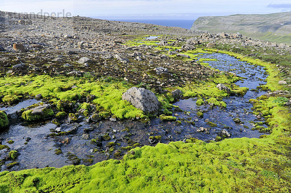 Grünes Quellmoos (Fontinalis antipyretica)  HÊlavÌkurbjarg oder Haelavikurbjarg  Hornstrandir  Westfjorde  Island  Europa