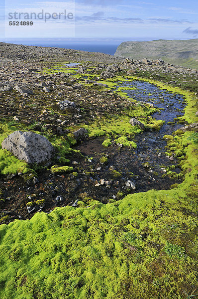 Grünes Quellmoos (Fontinalis antipyretica)  HÊlavÌkurbjarg oder Haelavikurbjarg  Hornstrandir  Westfjorde  Island  Europa
