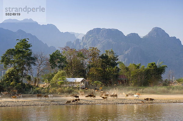 Büffelherde am Nam Song Fluss  Karstgebirge  Vang Vieng  Vientiane  Laos  Indochina  Asien