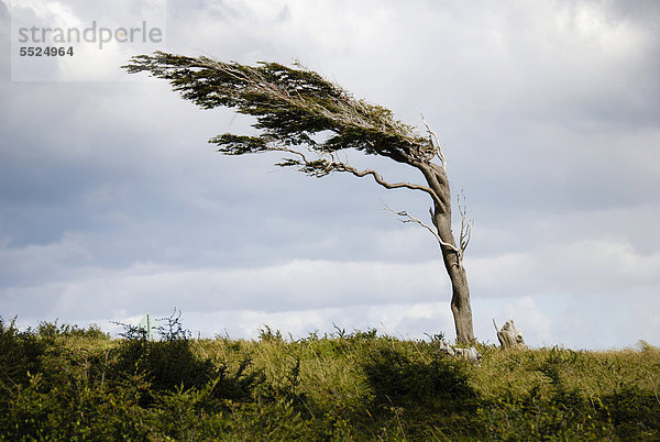 Von den permanenten  starken Winden geformter Baum  Tierra del Fuego  Feuerland  bei Ushuaia  südliches Patagonien  Argentinien  Südamerika