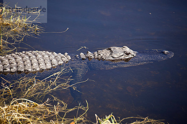 Schwimmender Mississippi-Alligator (Alligator mississippiensis) im Everglades-Nationalpark in Florida  USA