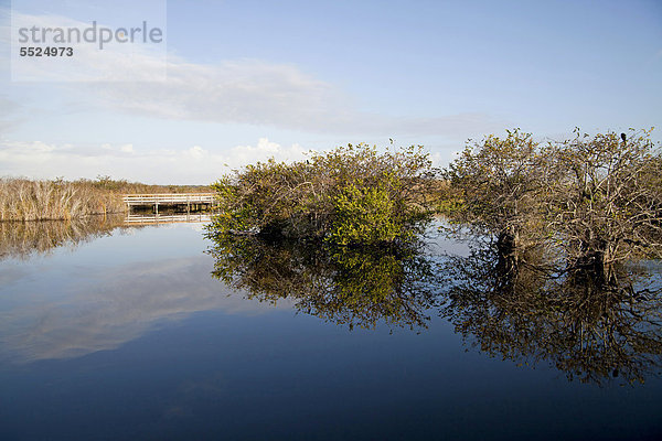 Typische Vegetation am Wanderweg Anhinga Trail spiegelt sich im Wasser  Everglades-Nationalpark in Florida  USA