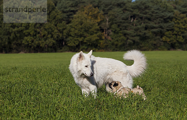 Weißer Schäferhund und Mops auf einer Wiese