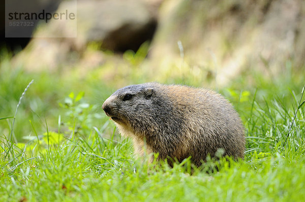 Junges Alpenmurmeltier (Marmota marmota) im Gras