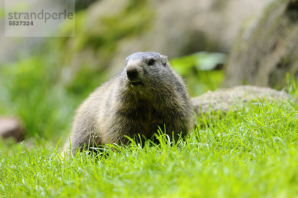 Junges Alpenmurmeltier (Marmota marmota) im Gras