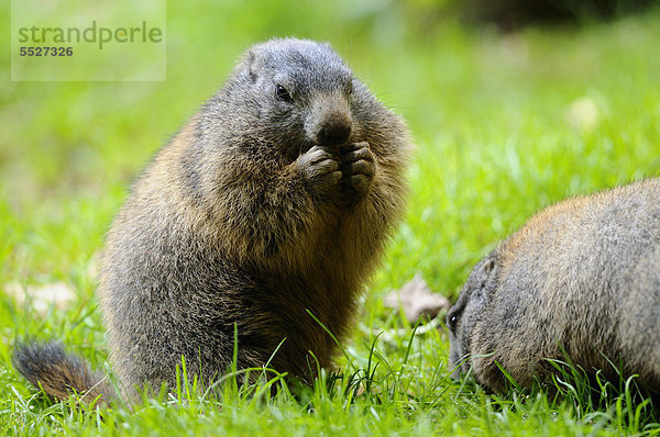 Junges Alpenmurmeltier (Marmota marmota) im Gras