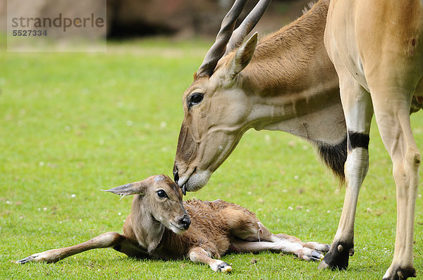 Elenantilope (Taurotragus oryx) mit Neugeborenem