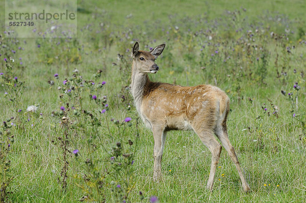 Rothirsch (Cervus elaphus) steht auf einem Feld  Bayern  Deutschland