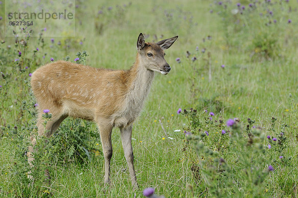 Rothirsch (Cervus elaphus) steht auf einem Feld  Bayern  Deutschland