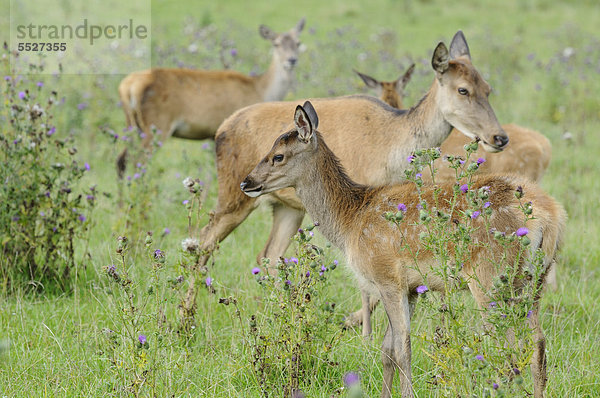 Rothirsche (Cervus elaphus) stehen auf einem Feld  Bayern  Deutschland