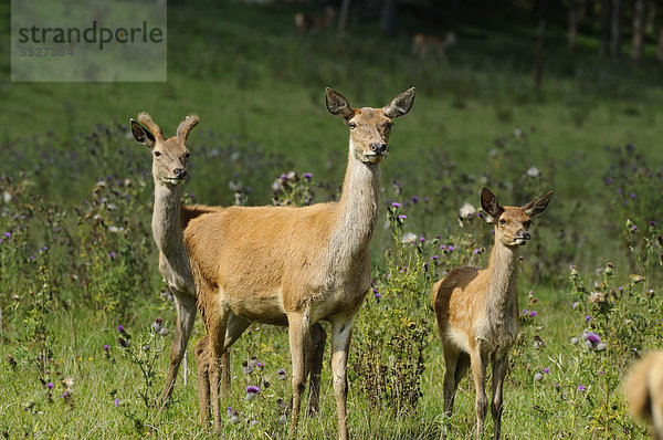 Rothirsche (Cervus elaphus) stehen auf einem Feld  Bayern  Deutschland