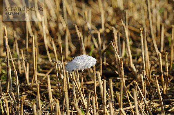 Vogelfeder auf einem Stoppelfeld