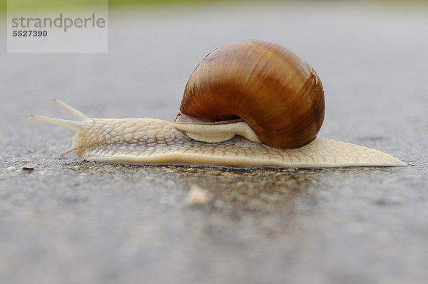 Weinbergschnecke (Helix pomatia) kriecht auf einer Straße