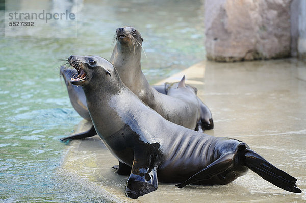 Wasser Seelöwe Kalifornien