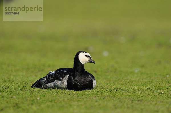 Graugans (Branta leucopsis) auf einer Wiese  Bayern  Deutschland