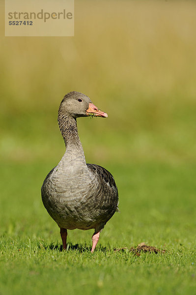 Graugans (Anser anser) steht auf einer Wiese  Bayern  Deutschland