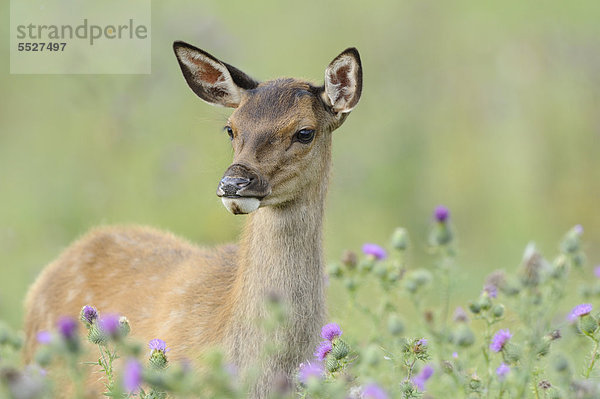 Rothirsch (Cervus elaphus) auf einem Feld  Bayern  Deutschland