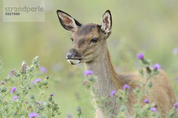 Rothirsch (Cervus elaphus) auf einem Feld  Bayern  Deutschland