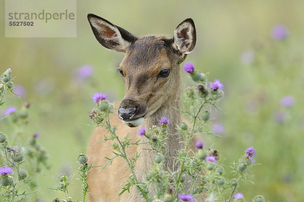 Rothirsch (Cervus elaphus) auf einem Feld  Bayern  Deutschland