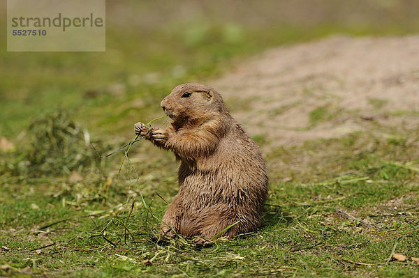 Schwarzschwanz-Präriehund (Cynomys ludovicianus) im Gras