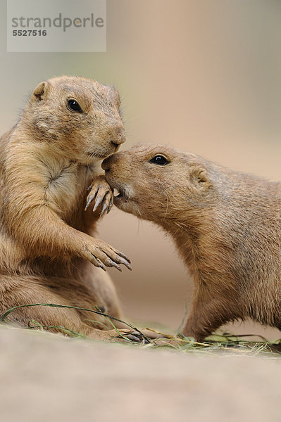 Zwei Schwarzschwanz-Präriehunde (Cynomys ludovicianus)