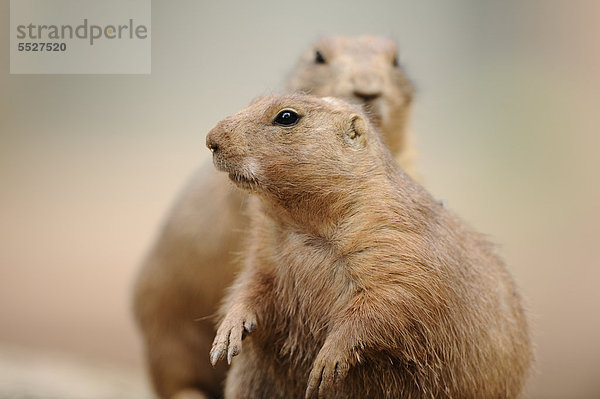 Zwei Schwarzschwanz-Präriehunde (Cynomys ludovicianus)