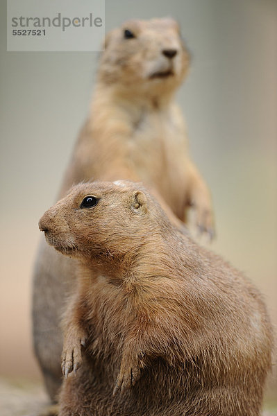 Zwei Schwarzschwanz-Präriehunde (Cynomys ludovicianus)