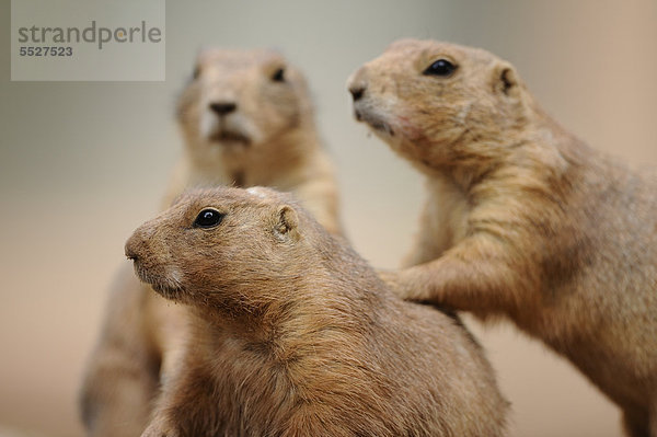 Drei Schwarzschwanz-Präriehunde (Cynomys ludovicianus)