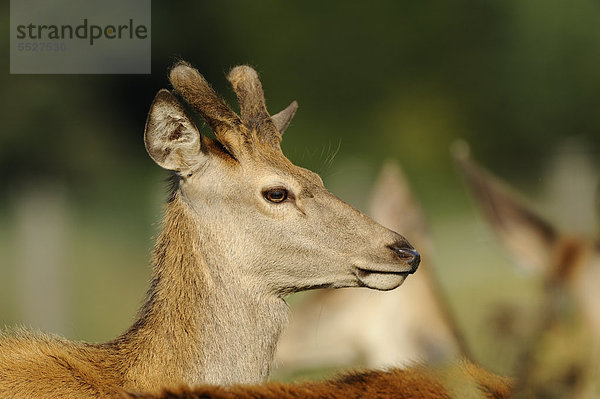 Rothirsch (Cervus elaphus)  Bayern  Deutschland