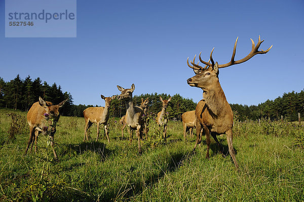 Männlicher Rothirsch (Cervus elaphus) mit Herde auf einem Feld  Bayern  Deutschland