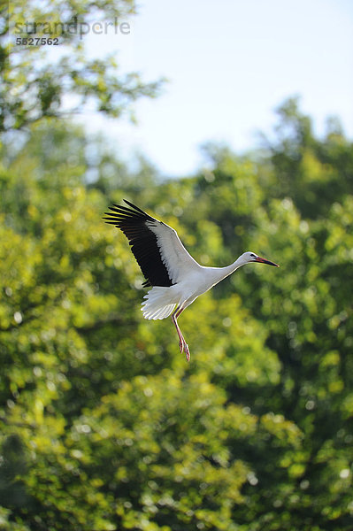 Weißstorch (Ciconia ciconia) im Flug