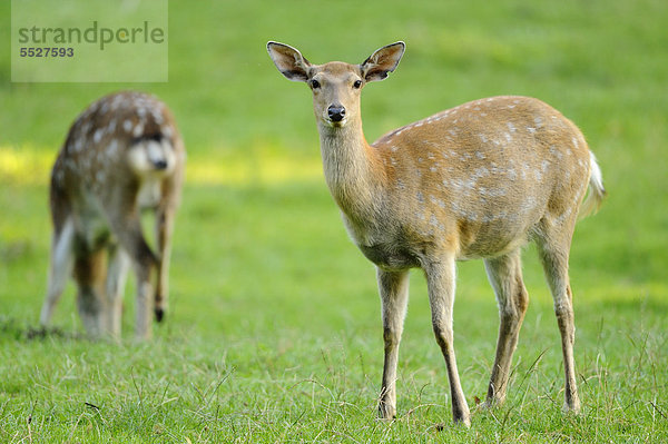 Sikahirsch (Cervus nippon) steht auf einer Wiese