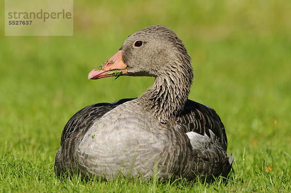 Graugans (Anser anser) auf einer Wiese  Bayern  Deutschland