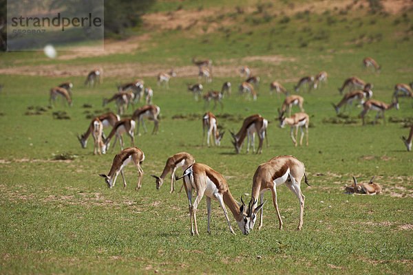 Herde grasender Springbock (Antidorcas marsupialis)   Kgalagadi Transfrontier Park  Suedafrika