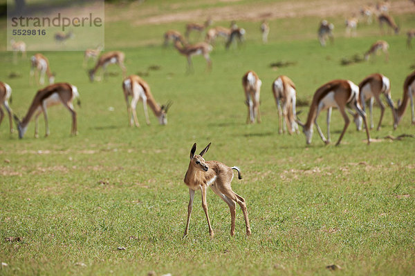 Neu geborener Springbock (Antidorcas marsupialis) mit Herde  Kgalagadi Transfrontier Park  Suedafrika