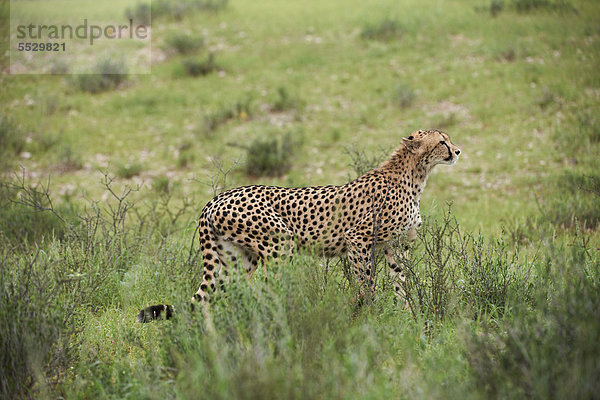 Weiblicher Gepard (Acinonyx jubatus) auf der Pirsch  Kgalagadi Transfrontier Park  Südafrika