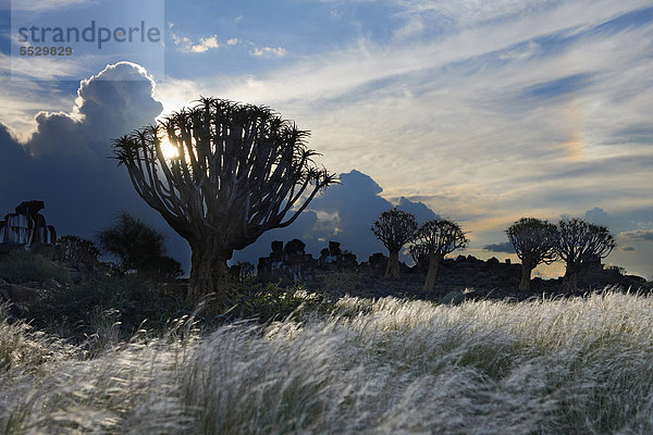 Köcherbaumwald in der Abenddämmerung  Keetmanshoop  Namibia