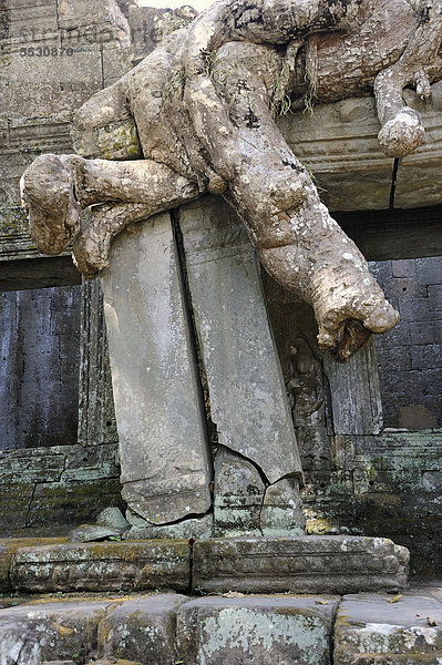 Baumwurzeln  Tetrameles nudiflora  umschließt mit ihren Luftwurzeln einen Tempelteil von Ta Prohm in der archäologischen Tempelanlage von Angkor  Siem Reap  Kambodscha  Südostasien