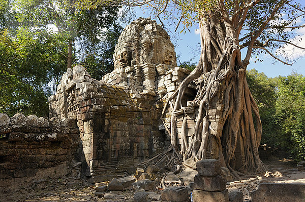 Baumwurzeln der Würgefeige (Ficus virens) umschließen den östlichen Tempeleingang von Ta Som in der archäologischen Tempelanlage von Angkor  Siem Reap  Kambodscha  Südostasien