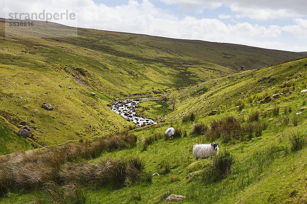 Glendun-Tal bei Cushendun  Glens of Antrim  County Antrim  Nordirland  Großbritannien  Europa