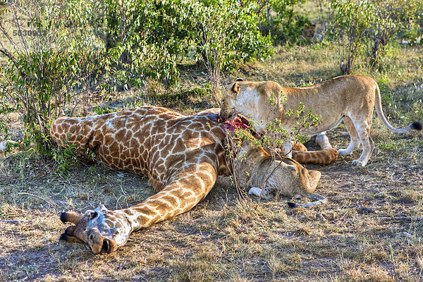 Eine Gruppe von Löwen (Panthera leo) hat eine Giraffe geschlagen  Masai Mara Naturschutzgebiet  Kenia  Ostafrika  Afrika  ÖffentlicherGrund