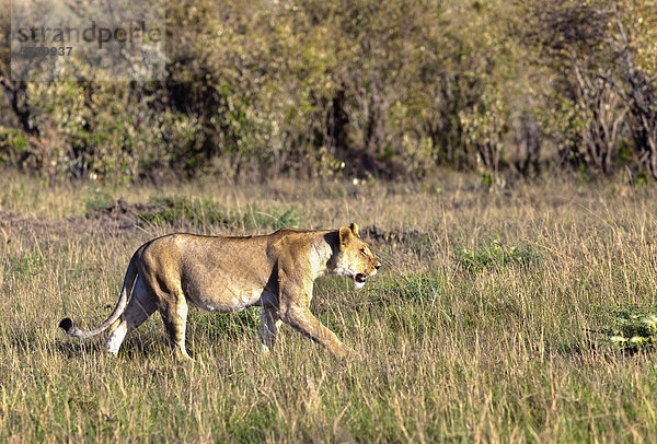 Alte Löwin (Panthera leo) auf der Prisch  Masai Mara Naturschutzgebiet  Kenia  Ostafrika  Afrika  ÖffentlicherGrund